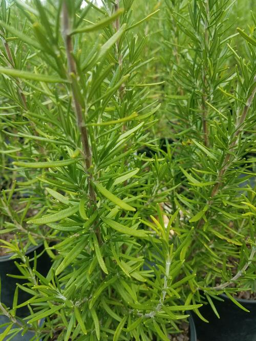 Barbeque Rosemary Rosmarinus officinalis 'Barbeque' from Pender Nursery