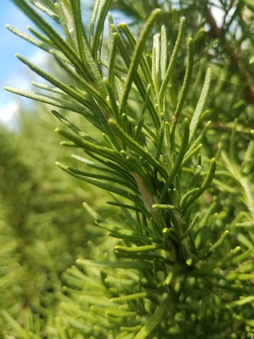 Salem Rosemary Rosmarinus officinalis 'Salem' from Pender Nursery