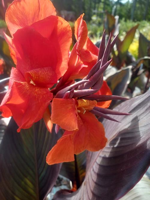 Tropicanna Black® Canna Lily Canna Tropicanna Black® PP#21350 from Pender Nursery