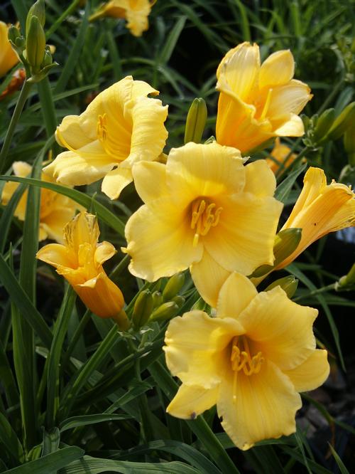 Stella d'Oro Daylily Hemerocallis Stella d'Oro from Pender Nursery