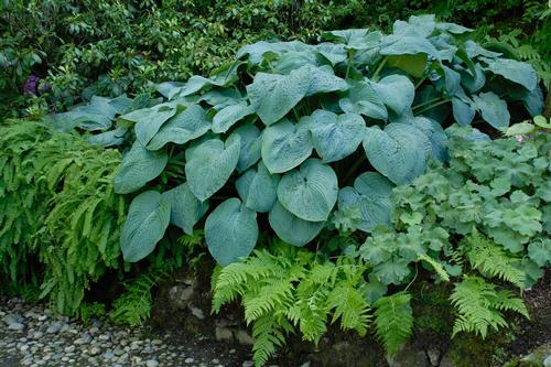 Blue Angel Hosta Hosta 'Blue Angel' from Pender Nursery