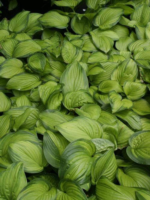 Guacamole Hosta Hosta 'Guacamole' from Pender Nursery