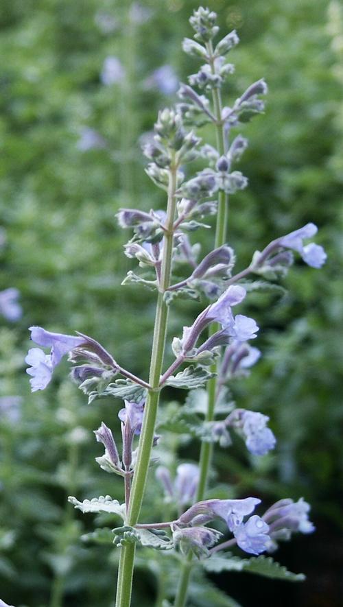 Walker's Low Catmint Nepeta x faassenii Walker's Low from Pender Nursery