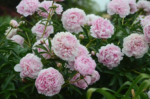 Sarah Bernhardt Peony Paeonia 'Sarah Bernhardt' from Pender Nursery