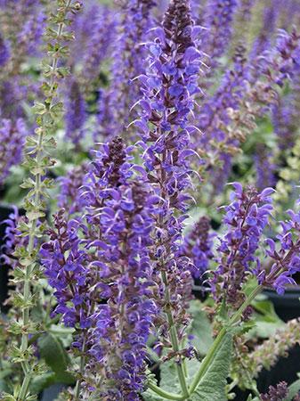 May Night Salvia Salvia x superba May Night from Pender Nursery