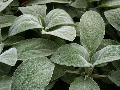 Lamb's Ear Stachys byzantina Countess Helene Von Stein from Pender Nursery