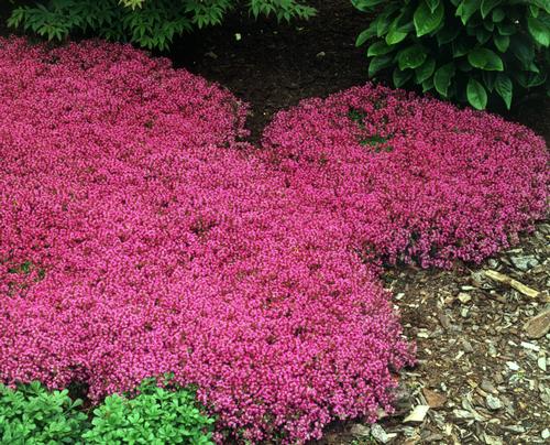 Red Creeping Thyme Thymus serphyllum 'Coccineus' from Pender Nursery