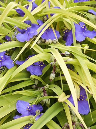 Sweet Kate Spiderwort Tradescantia 'Sweet Kate' from Pender Nursery