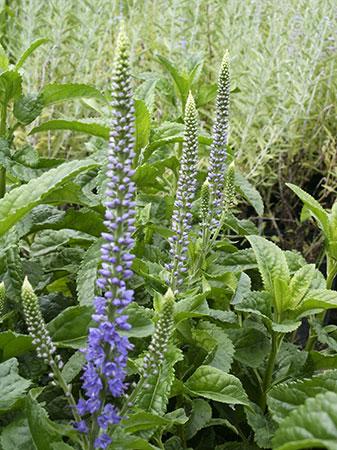 Sunny Border Blue Speedwell Veronica x Sunny Border Blue from Pender Nursery