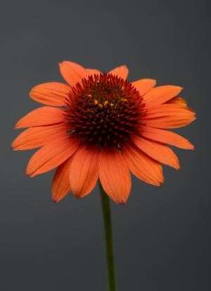 Flamenco Orange Sombrero® Coneflower Echinacea Sombrero® Flamenco Orange PP#25523 from Pender Nursery