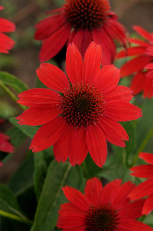 Salsa Red Sombrero® Coneflower Echinacea Sombrero® Salsa Red PP#23105 from Pender Nursery
