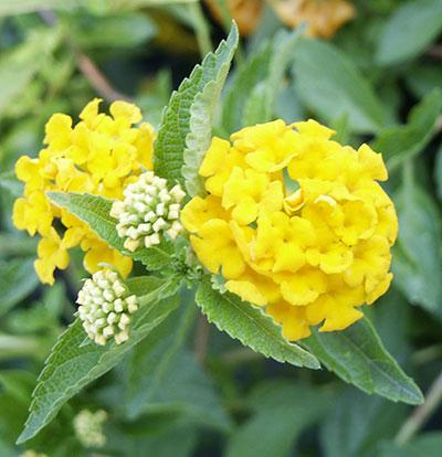 New Gold Lantana Lantana camara 'New Gold' from Pender Nursery