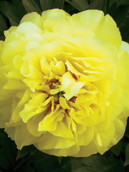 Bartzella Intersectional Peony Paeonia x 'Bartzella' from Pender Nursery