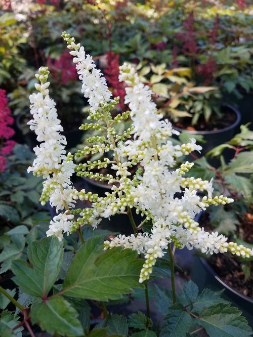 Vision in White Goat's Beard, False Spirea Astilbe 'Vision in White' PP#18965 from Pender Nursery