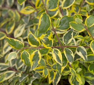 Miss Lemon™ Abelia Abelia grandiflora Miss Lemon™ from Pender Nursery