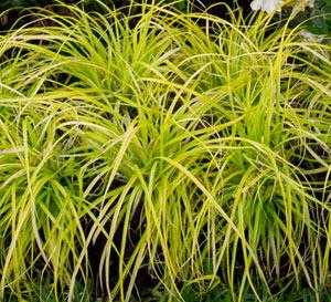 EverColor® Everillo Sedge Carex oshimensis EverColor® Everillo PP#12002 from Pender Nursery