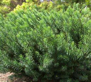 Yewtopia® Plum Yew Cephalotaxus harringtonia Yewtopia® from Pender Nursery