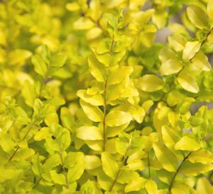 Sunshine Privet Ligustrum sinense 'Sunshine' PP#20379 from Pender Nursery