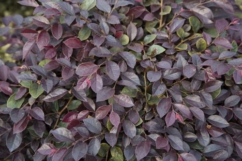 Purple Daydream® Dwarf Chinese Fringe-Flower Loropetalum chinense v. r. Purple Daydream® PP#25471 from Pender Nursery