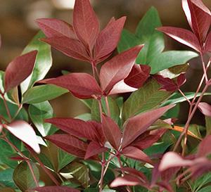 Obsession™ Nandina Nandina domestica Obsession™ PP#21891 from Pender Nursery