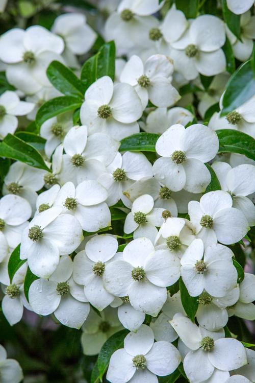 Empress of China® Evergreen Kousa Dogwood Cornus kousa var. angustata Empress of China® from Pender Nursery