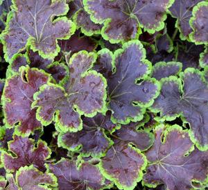 Solar Eclipse Heucherella Heucherella 'Solar Eclipse' PP#23647 from Pender Nursery
