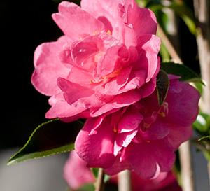 October Magic® Rose&trade; Camellia Camellia sasanqua Rose&trade; PP#20506 from Pender Nursery