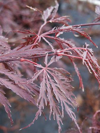 Tamukeyama Cutleaf Japanese Maple Acer palmatum var. dis. Tamukeyama from Pender Nursery