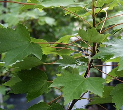 Brandywine Red Maple Acer rubrum 'Brandywine' from Pender Nursery