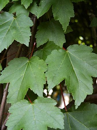 October Glory® Red Maple Acer rubrum October Glory® PP#2116 from Pender Nursery