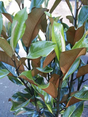 Bracken's Brown Beauty Southern Magnolia Magnolia grandiflora 'Bracken's Brown Beauty' from Pender Nursery