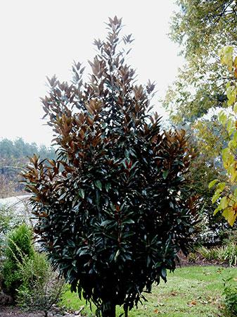 Alta® Southern Magnolia Magnolia grandiflora 'Alta®' PP#11612 from Pender Nursery