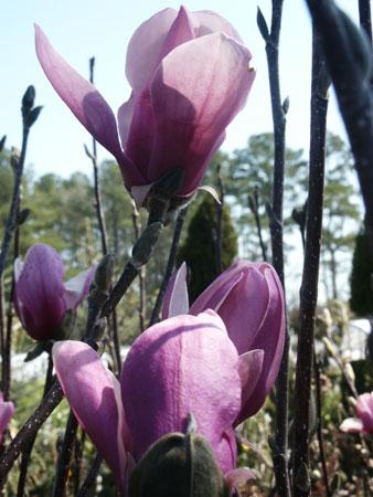 Jane Saucer Magnolia Magnolia 'Jane' from Pender Nursery