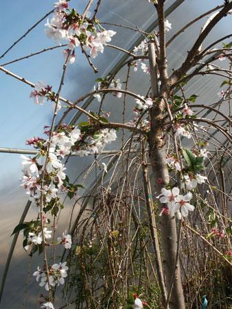 White Weeping Cherry Prunus x Snow Fountain from Pender Nursery
