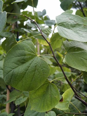 Eastern Redbud Cercis canadensis from Pender Nursery