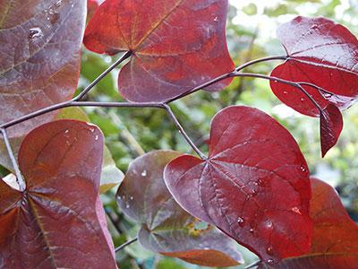 Forest Pansy Redbud Cercis canadensis 'Forest Pansy' PP#2556 from Pender Nursery
