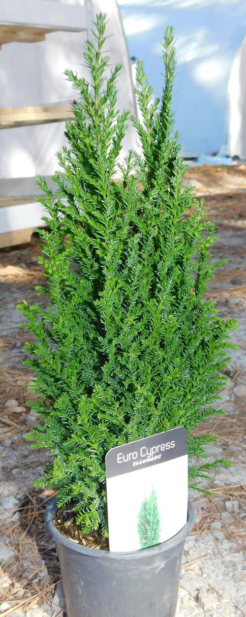 Ellwoodii Falsecypress Chamaecyparis lawsoniana 'Ellwoodii' from Pender Nursery