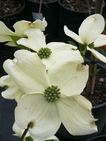 Cherokee Princess Flowering Dogwood Cornus florida 'Cherokee Princess' from Pender Nursery