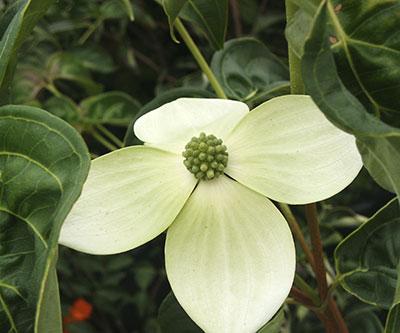 National Kousa Dogwood Cornus kousa 'National' from Pender Nursery