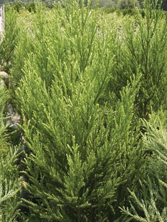 Radicans Japanese Cedar Cryptomeria japonica 'Radicans' from Pender Nursery