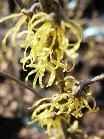 Arnold Promise Witchhazel Hamamelis x intermedia 'Arnold Promise' from Pender Nursery