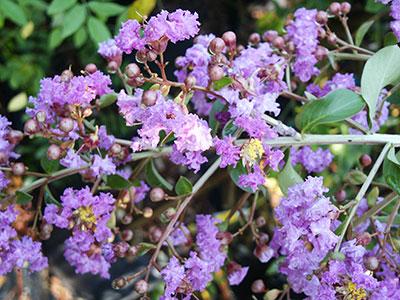 Muskogee Crapemyrtle Lagerstroemia Muskogee from Pender Nursery