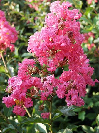 Tuscarora Crapemyrtle Lagerstroemia Tuscarora from Pender Nursery