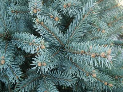 Baby Blue Blue Spruce Picea pungens 'Baby Blue' from Pender Nursery