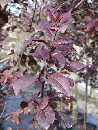 Krauter Vesuvius Purpleleaf Plum Prunus cerasifera Krauter Vesuvius from Pender Nursery