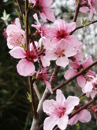 Belle of Georgia Peach Prunus persica Belle of Georgia from Pender Nursery