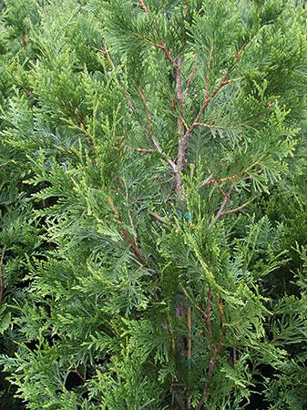 Green Giant Western Arborvitae Thuja plicata 'Green Giant' from Pender Nursery