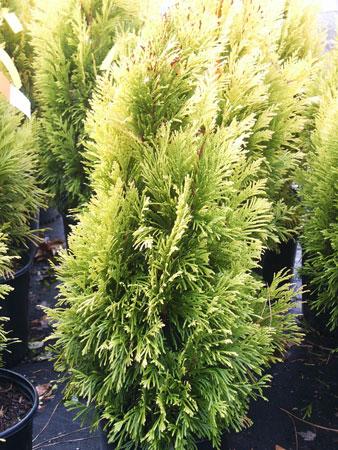 Goldy&trade; Arborvitae Thuja plicata Goldy&trade; PP#19267 from Pender Nursery