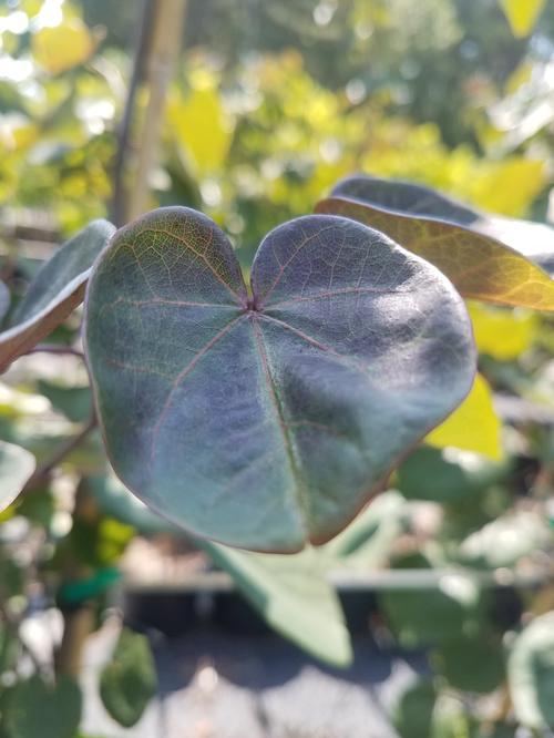 Merlot Redbud Cercis 'Merlot' PP#22297 from Pender Nursery