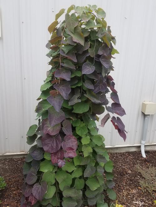 Ruby Falls Weeping Redbud Cercis canadensis 'Ruby Falls' PP#22097 from Pender Nursery